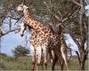 Giraffe (Giraffa camelopardalis)