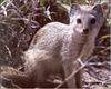 Dwarf Mongoose (Helogale parvula)