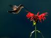 Female ruby-throated hummingbird visits a bee-balm bloom