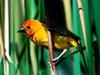 Golden Weaver, Kenya, East Africa