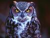 Great Horned Owl, St. Louis, Missouri