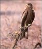 Yellow-billed Kite (Milvus aegyptius)