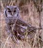 Verreaux's Eagle Owl (Bubo lacteus)