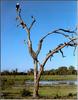 African Fish-eagle (Haliaeetus vocifer)