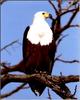 African Fish-eagle (Haliaeetus vocifer)