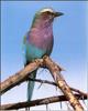 Lilac-breasted Roller (Coracias caudata)