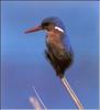 Malachite Kingfisher (Alcedo cristata)