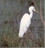 Cattle Egret (Bubulcus ibis)