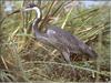 Black-headed Heron (Ardea melanocephala)