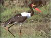 Saddle-billed Stork (Ephippiorhynchus senegalensis)