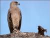 Tawny Eagle (Aquila rapax)