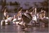 Great White Pelican (Pelecanus onocrotalus)