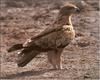 Tawny Eagle (Aquila rapax)