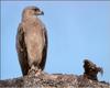 Tawny Eagle (Aquila rapax)