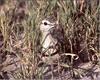 Double-banded Courser (Rhinoptilus africanus)