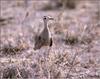 Temminck's Courser (Cursorius temminckii)