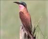 Carmine Bee-eater (Merops nubicoides)