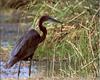 Goliath Heron (Ardea goliath)