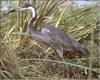 Black-headed Heron (Ardea melanocephala)