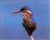 Malachite Kingfisher (Alcedo cristata)