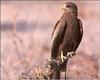 Yellow-billed Kite (Milvus aegyptius)