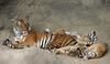 indo chinese tiger mom and cubs1 9-20