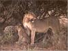 African lion (Panthera leo)