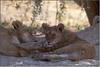 African lion (Panthera leo)