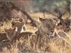 African lion (Panthera leo)