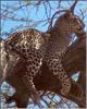 African Leopard (Panthera pardus)