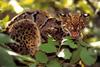 Marbled Cat (Pardofelis marmorata)