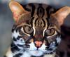 Asian Leopard Cat (Prionailurus bengalensis)