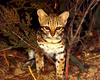Little Spotted Cat (Leopardus tigrinus)