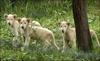 White lion cubs all look