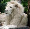 white lion face side