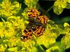 Araschnia levana
