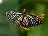 Chilasa clytia