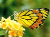 Common Jezebel Butterfly - Delias eucharis
