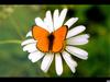 Lycaena virgaurae