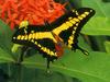 Papilio cresphontes