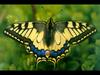 Papilio machaon