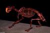 Sabertoothed Cat (Smilodon californicus)002