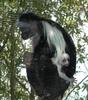 colobus monkey mom and baby1 9-20