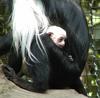 colobus monkey mom and baby4 9-20