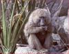 Baboon