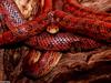 Corn Snake 001