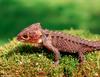 crocodile skink 006
