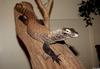 komodo dragon 2001