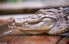 Nile Crocodile 4048 - Crocodylus niloticus