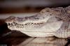 Nile Crocodile 4049 - Crocodylus niloticus